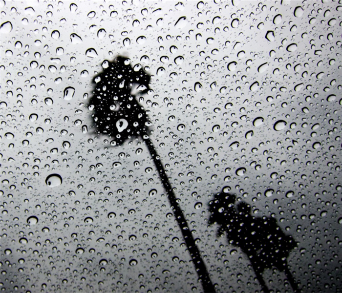 silhouette of palm trees seen through glass full of raindrops